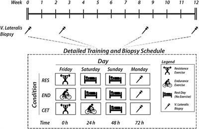 Myofibre Hypertrophy in the Absence of Changes to Satellite Cell Content Following Concurrent Exercise Training in Young Healthy Men